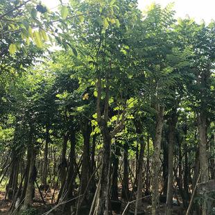 本地直销火焰木树 本地火焰 地苗和袋苗树形佳绿化行道林苗木