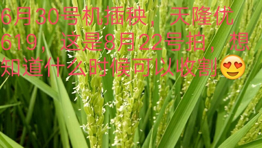 小农民,大梦想,苏北新农民引进《天隆优619》,2018年喜获江苏评选三