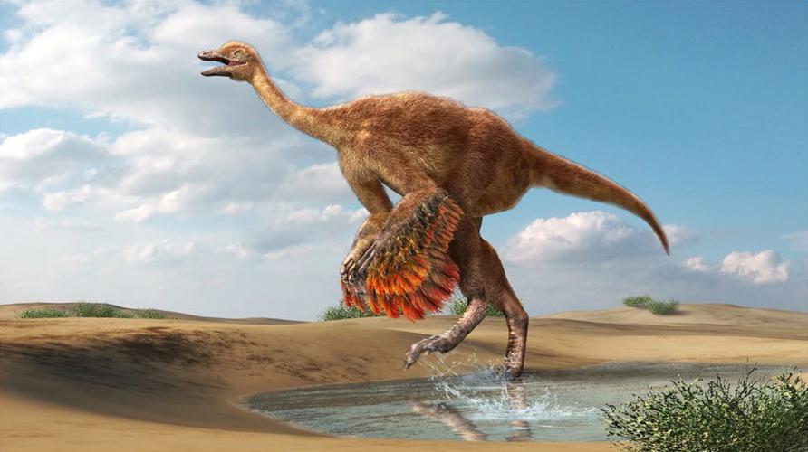 急速 似鸟龙,身长2.45m,重22kg,生存于6800万~6600万年前的美国.