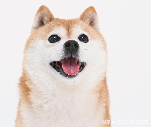 宠物狗:柴犬搞怪卖萌爱撒娇,体型中等动作迅捷,主人的开心果