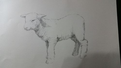 小羊羔|插画|艺术插画|蟾蜍 - 原创作品 - 站酷 (zcool)