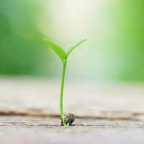 每个人都是一颗种子,从破土到含苞坐实,都需要冲破累土与石砾,经历