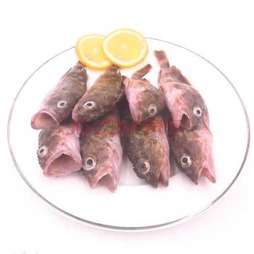 顺丰直达 舟山新鲜小虎头鱼石翁鱼海鲜水产炖汤海鱼鲜活冰鲜石斑鱼狗