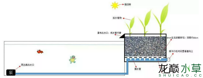 沼泽过滤,窗台缸开缸教程