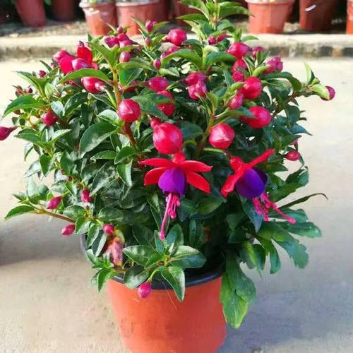 倒挂金钟盆栽四季开花灯笼花盆栽四季好养宝莲灯花阳台花卉绿植黄曼