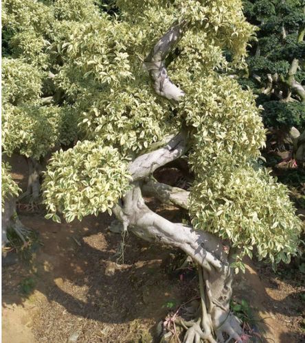 花叶榕 花叶小叶榕 榕树绿化树福建造型小叶榕
