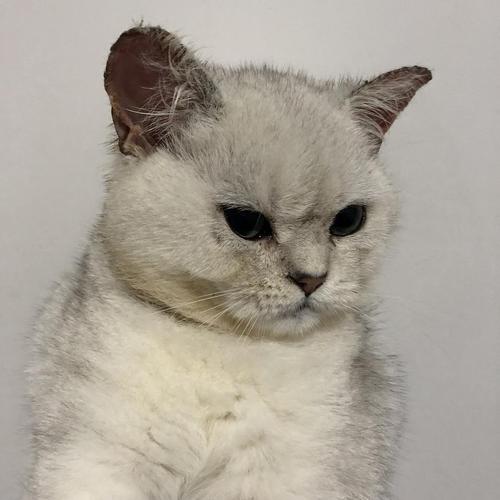 补充:谢谢大家,猫咪快被猫癣折磨疯了,一看到我拿药盒子就跑,上药半