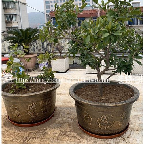 超大直径80cm花盆60公分70口径以上宽陶客厅特大花盆