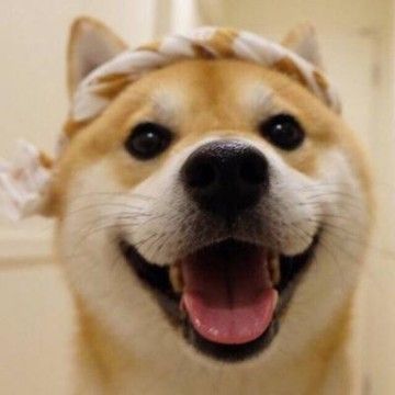 狗狗情侣头像一左一右