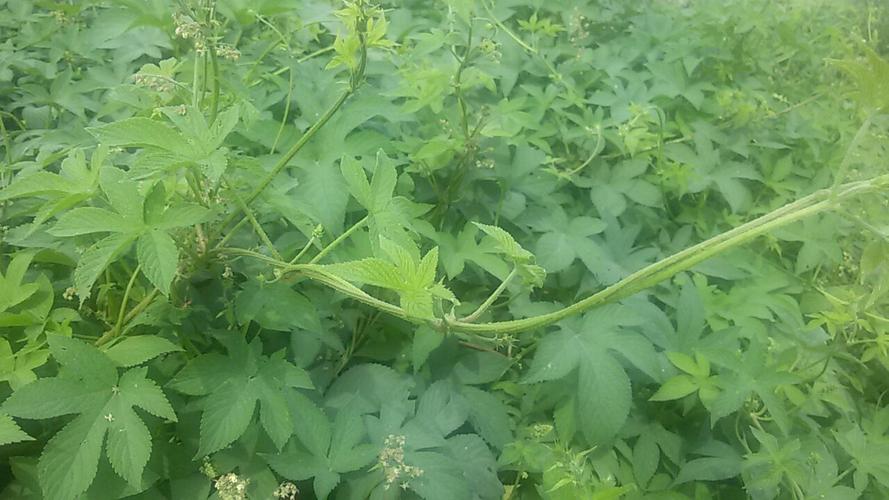 如图所示,这种野生杂草藤蔓有刺,皮肤接触划出印记,它