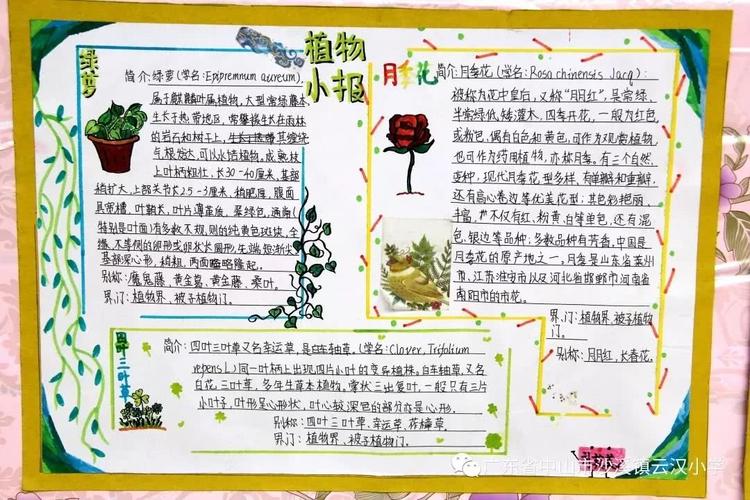精心栽培一盆植物,同学们通过绘画,照片配文字的方式记录下植物的