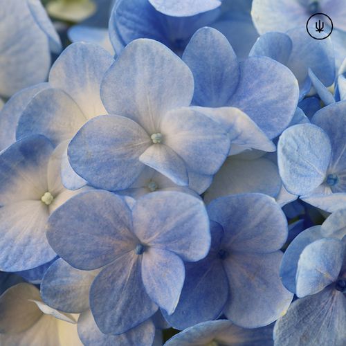 本草花木花材超市绣球浅蓝色昆明鲜花速递全国同城