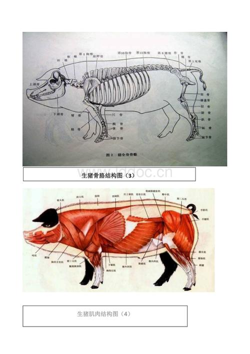 猪各部位详细结构图.doc