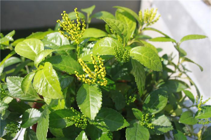 珠兰盆栽 珠兰花苗喜阴植物 兰花香味金粟兰三年苗不带花苞室内花