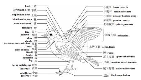 谁有鸟类身体各部位解析图?急用急用!
