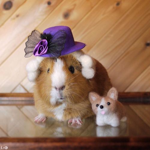 萌主来了|豚鼠界的cos王者 ,至今无法被超越!