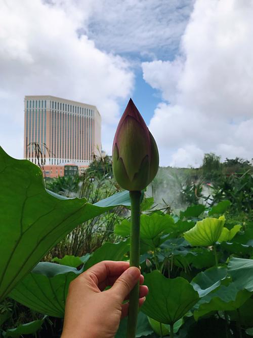 2019年6月5日澳门荷花节