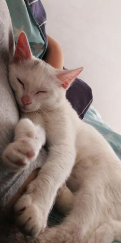 趴在我身上睡觉觉2