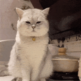 网红猫咪 | 猫咪叮叮表情包