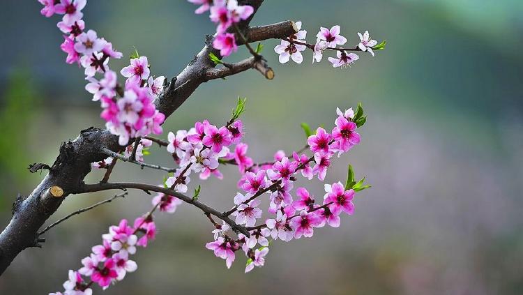 《一首桃花》
