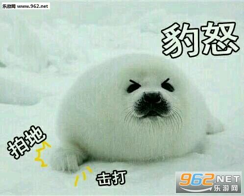 海豹系列表情包-原地豹炸动态表情包下载-乐游网游戏下载
