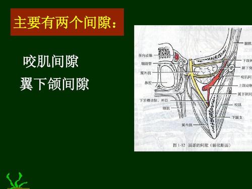 主要有两个间隙: 咬肌间隙 翼下颌间隙