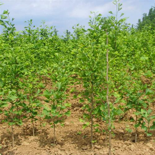 银杏树 批发出售绿化银杏苗 自产自销各种规格银杏小苗 欢迎选购