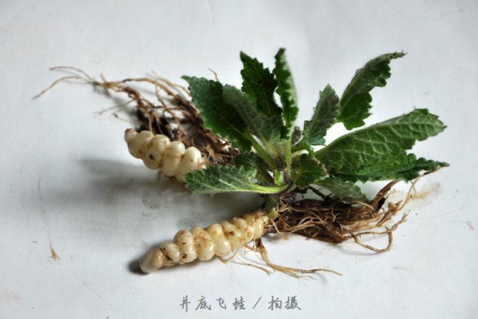 甘露子宝塔菜螺丝菜地环儿地蚕草石蚕螺蛳菜