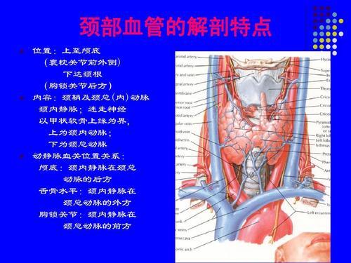 颈部血管的解剖特点 位置:上至颅底