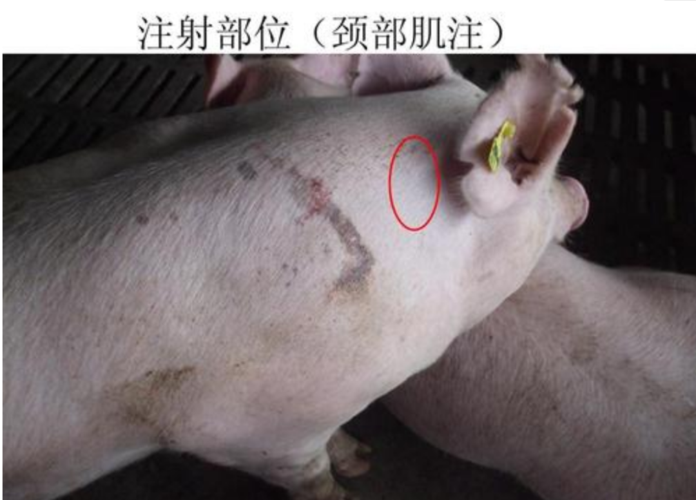 母猪打针不让打,10条建议总有一条适合你!