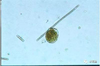 通常由棘刺囊裸藻和旋转囊裸藻等形成水华,水面烟灰或红褐色.
