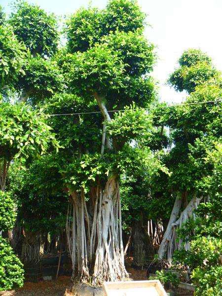 宁夏造型s弯榕树盆景现货造型附石头根榕树盆景价格