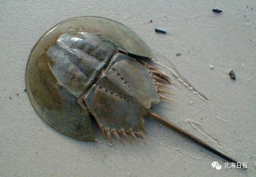科学实验证明:北海是中国鲎天然的优质产卵场