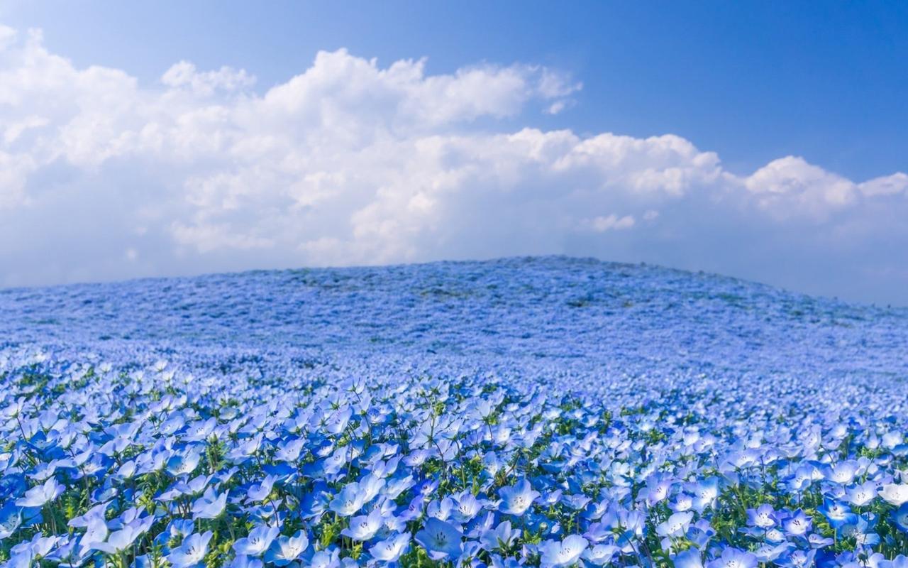 自然美景唯美花海图片电脑桌面壁纸图片下载高清大图x