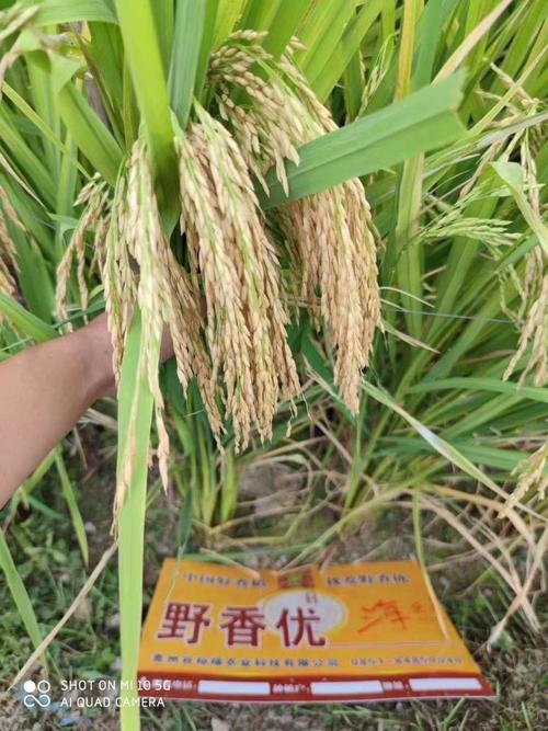野香优海丝