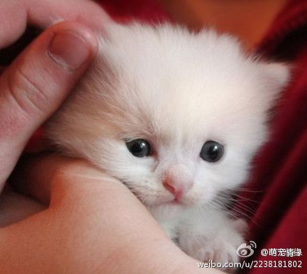 茶杯狗萌宠图片大全茶杯犬萌宠图片大全 茶杯猫萌宠