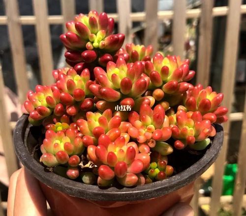 每天认识多一款肉肉9778|虹之玉锦|_夏天去哪玩_冬天去哪玩_多肉
