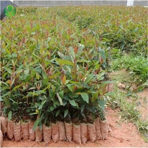桉树苗速生桉生长快的树桉树苗绿化树苗桉树苗广九桉9012米视频