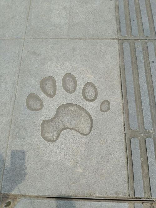 看到熊猫的脚印啦,跟着走吧!