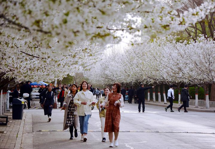 许昌学院醉美樱花