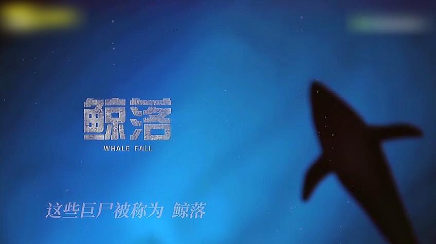 一鲸落,万物生——南海首次发现"鲸落",5个视频带你
