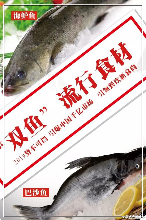 国联龙霸巴沙鱼,海鲈鱼全国招商震撼来袭
