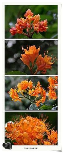 【百科名片】--无忧树.别名:火焰花 .苏