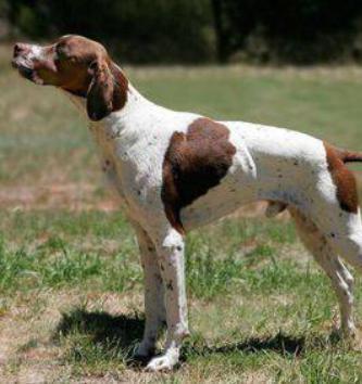 关于进一步规范养犬管理的通告