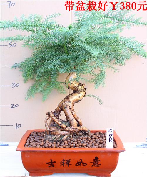 名贵澳洲杉盆景树桩室内客厅四季常青造型南洋不老松带盆栽好植物