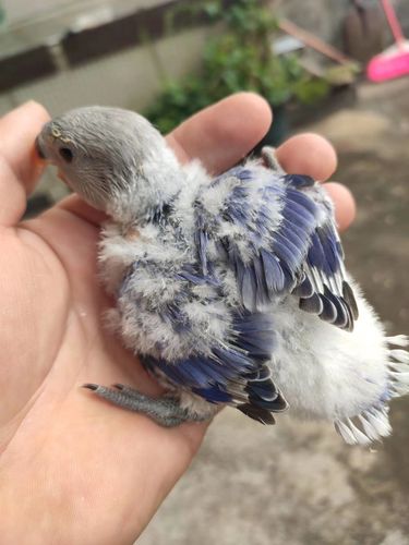 高颜值牡丹鹦鹉,还没断奶