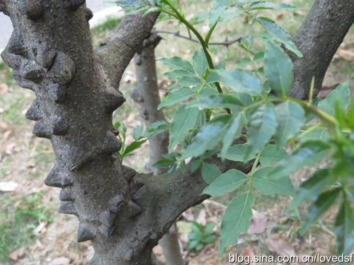 俺家小院^花椒树