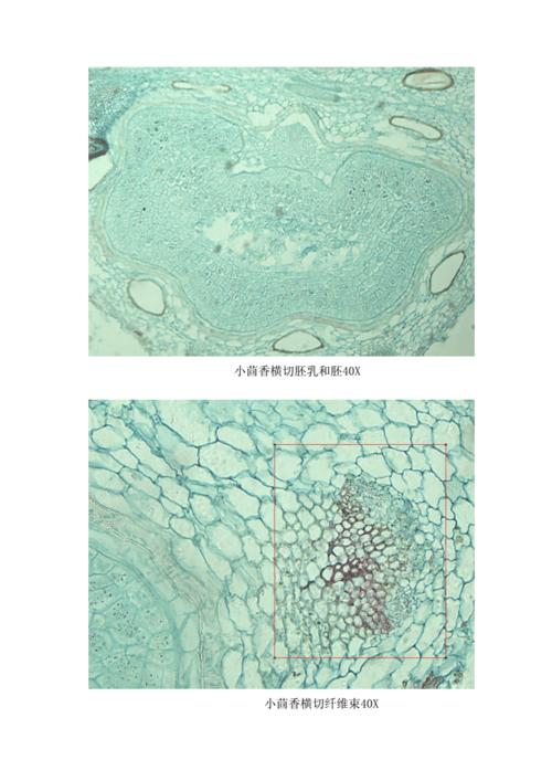 小茴香显微鉴定.docx 8页