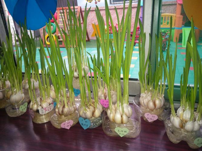 《小蒜苗成长记》 写美篇   在种植活动中,孩子们发现了植物生长需要