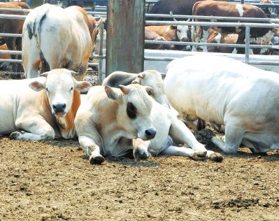 河南畜牧:六畜兴旺蓬勃前行